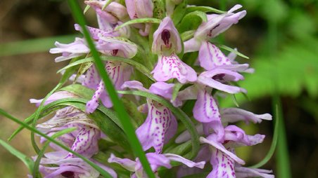 Dactylorhiza sphagnicola