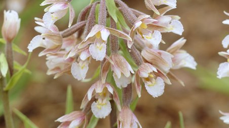 Epipactis palustris