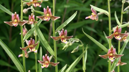 Epipactis "sabine"