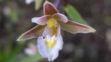 Epipactis palustris