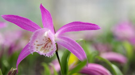 Pleione formosana