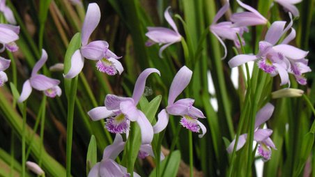 Pogonia ophioglossoïdes