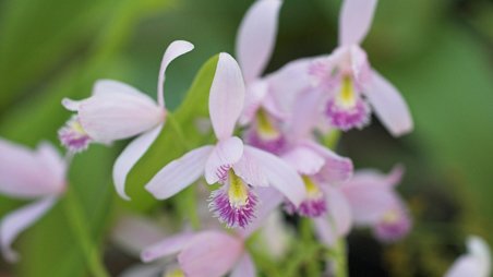 Pogonia ophioglossoïdes