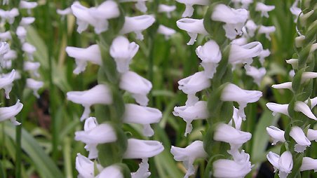 Spiranthes cernua odorata "Chadd's Ford"