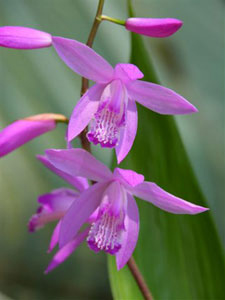 Orchidée jacinthe Bletilla straita rose - Plante de berge