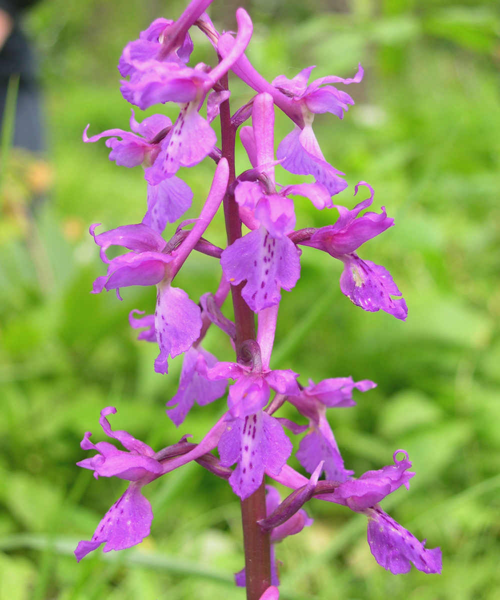 Orchis Phytesia