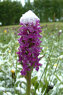 Snow orchid