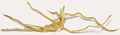 Vitroplant Rhizome