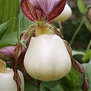 Cypripedium kentuckiense