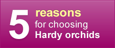 Five reasons for choosing Hardy orchids