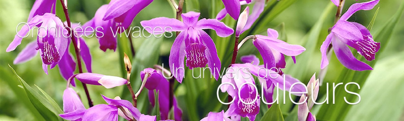 Bletilla Striata